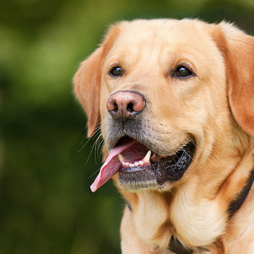  un chiot soin pharmacie Rose-Lahouste